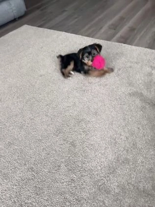 Yorkshire Terrier dogs for sale: Lance - Video 2