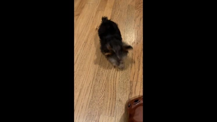 Yorkshire Terrier dogs for sale: Prancer - Video 1