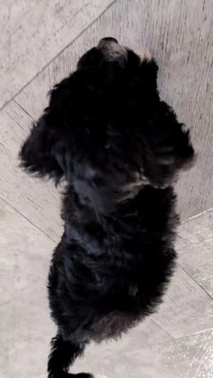 Mini Bernedoodle dogs for sale: Victor - Video 1