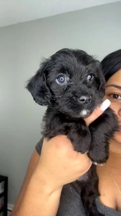 Mixed Breed dogs for sale: Nadeed - Video 1