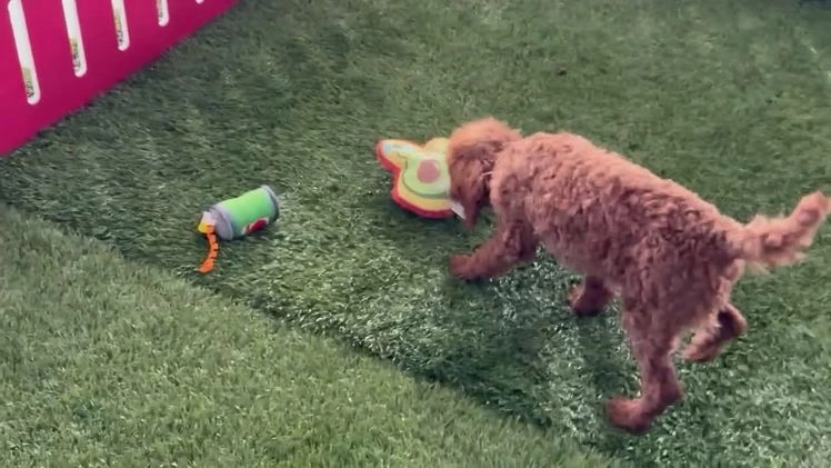 Toy Poodle dogs for sale: Penny - Video 1