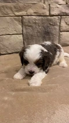 Cavapoo dogs for sale: Max - Video 1