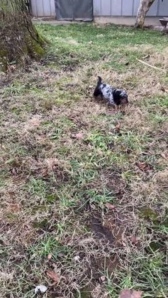 Miniature Dachshund dogs for sale: Marlow - Video 1