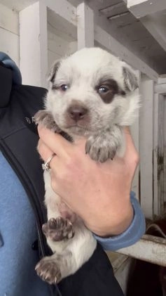 Australian Cattle Dog dogs for sale: Frankie - Video 1