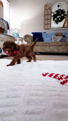 Cockapoo dogs for sale: Snap - Video 1