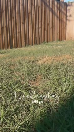 French Bulldog dogs for sale: French Bulldog Puppy 1 - Video 2