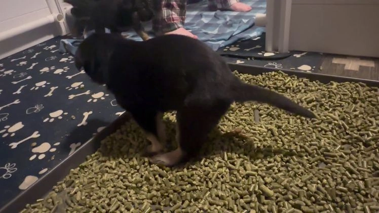 German Shepherd dogs for sale: Gonzo - Video 1