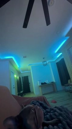 French Bulldog dogs for sale: LilBoy - Video 1