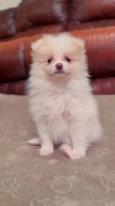 Pomeranian dogs for sale: AKC Aurora - Video 1