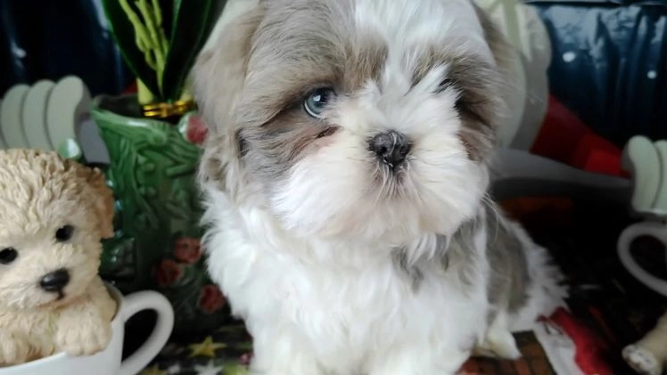 Shih Tzu dogs for sale: lili - Video 1