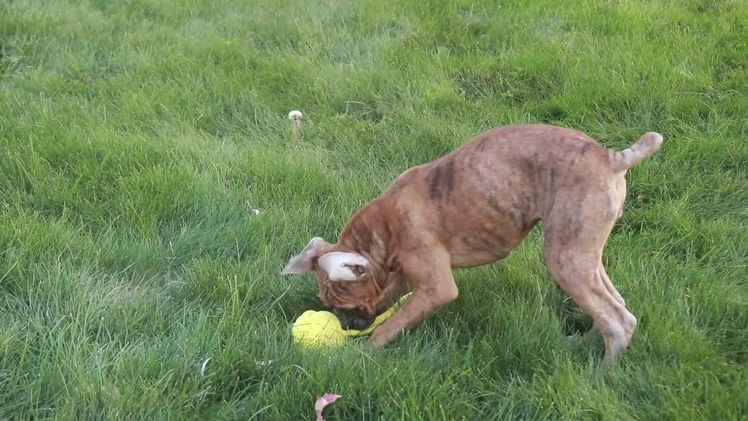 Boxer dogs for sale: Hallie - Video 9