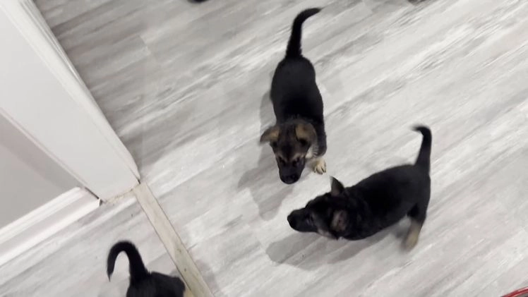 German Shepherd dogs for sale: Mana - Video 3