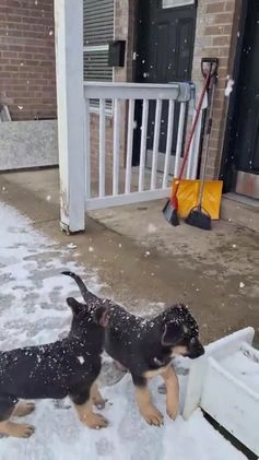 German Shepherd dogs for sale: German Shepherd Puppy 3 - Video 1