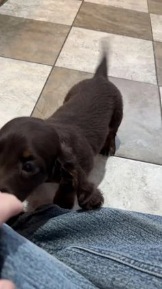 Miniature Dachshund dogs for sale: Andy - Video 1