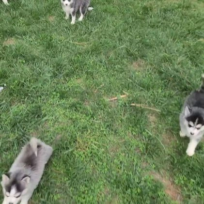 Pomsky dogs for sale: Hilda - Video 1