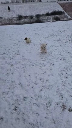 Great Pyrenees dogs for sale: Casper - Video 1