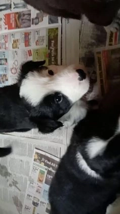 Mixed Breed dogs for sale: Border Collie Blend - Black and White - Video 1