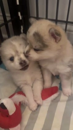 Pomsky dogs for sale: Female light grey multi color - Video 2
