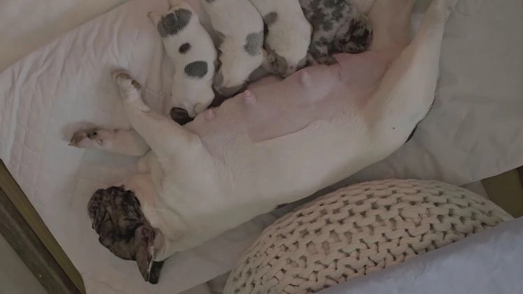 French Bulldog dogs for sale: French Bulldog Puppy 4 - Video 1