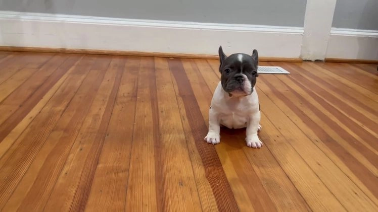 French Bulldog dogs for sale: French Bulldog Puppy 3 - Video 1
