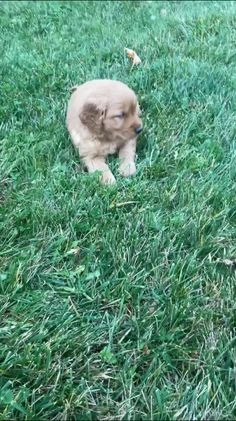 Golden Retriever dogs for sale: Lily - Video 1