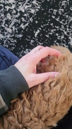 Mini Goldendoodle dogs for sale: Miley - Video 1