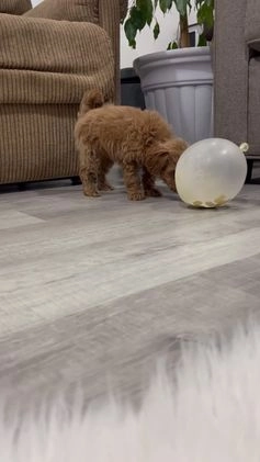 Mini Goldendoodle dogs for sale: Dixie  - Video 1