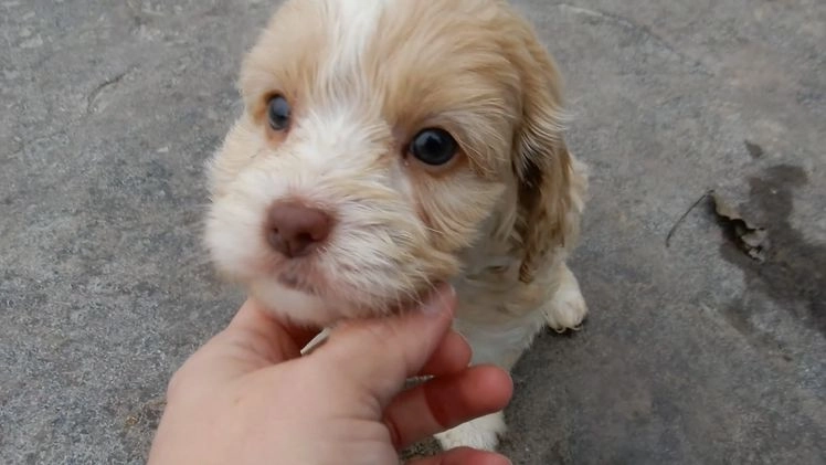 Cockapoo dogs for sale: Joey - Video 2