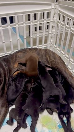 Mixed Breed dogs for sale: White - Video 1