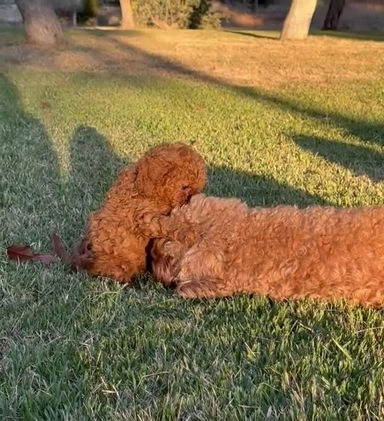 Cavapoo dogs for sale: Cavapoo Puppy 3 - Video 2