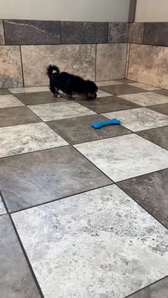 Yochon dogs for sale: Mandy - Video 1