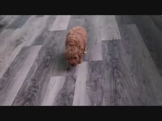 Mini Goldendoodle dogs for sale: Kobie - Video 1