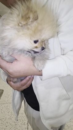 Pomeranian dogs for sale: Pomeranian Lauro - Video 1