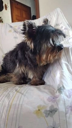 Yorkshire Terrier dogs for sale: Gerri - Video 2