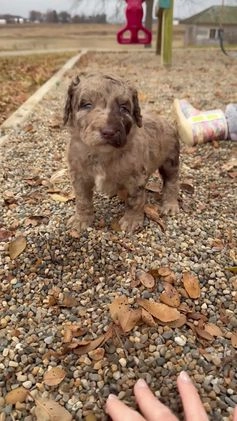 Goldendoodle dogs for sale: Marie - Video 1