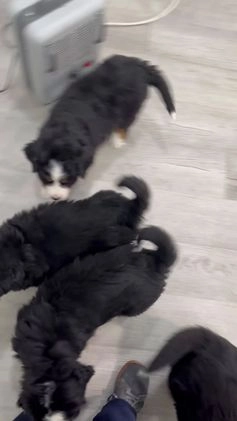 Bernese Mountain Dog dogs for sale: Lilly - Video 2