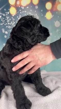 Mixed Breed dogs for sale: Blake - Video 1