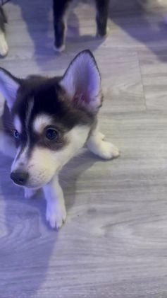 Alaskan Klee Kai dogs for sale: Alyssa - Video 3