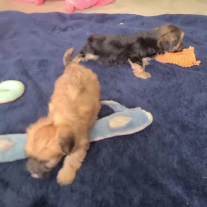 Morkie dogs for sale: Nila - Video 1