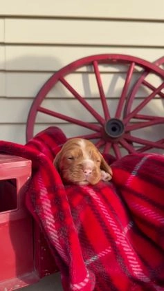 Cocker Spaniel dogs for sale: Alfie - Video 1