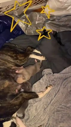 Mixed Breed dogs for sale: Mixed Breed Puppy 2 - Video 2