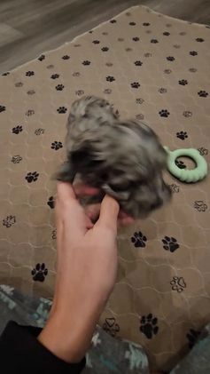 Cockapoo dogs for sale: Tigger - Video 1