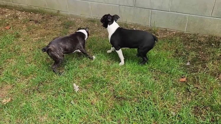 Boston Terrier dogs for sale: Chocolate - Video 2