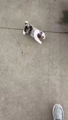 Mini Aussiedoodle dogs for sale: Toy Ace - Video 3