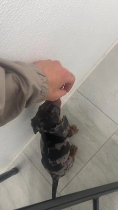 Miniature Dachshund dogs for sale: Miniature Dachshund Puppy 1 - Video 2