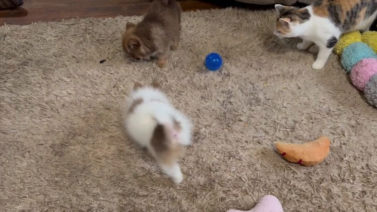 Pomeranian dogs for sale: Joy small - Video 1