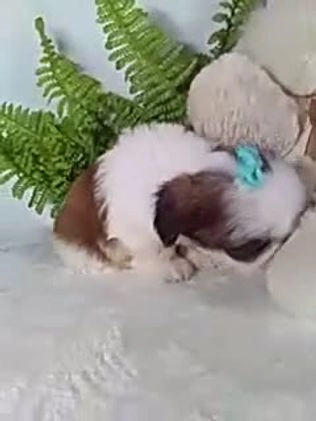 Shih Tzu dogs for sale: Baxter - Video 1