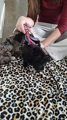 Miniature Poodle dogs for sale: Gracie  - Video 1