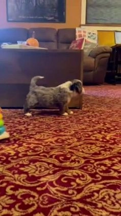 Mini Bernedoodle dogs for sale: Holly Girl *Potty Training* - Video 1