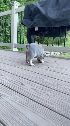 French Bulldog dogs for sale: Charlie  - Video 1